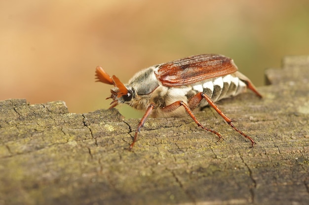 Vue rapprochée d'un cockchafer, ou Maybug, Melolontha melolontha marchant sur un morceau de bois