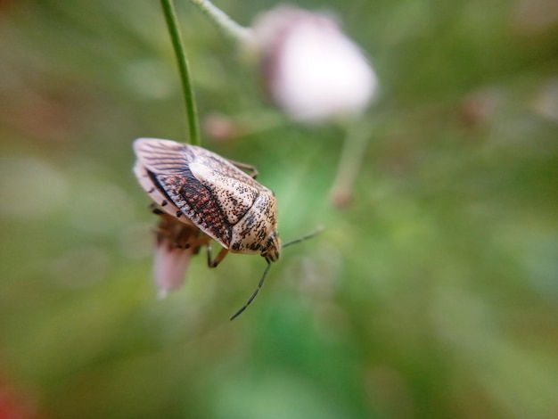 Photo vue rapprochée d'un coléoptère en fleur