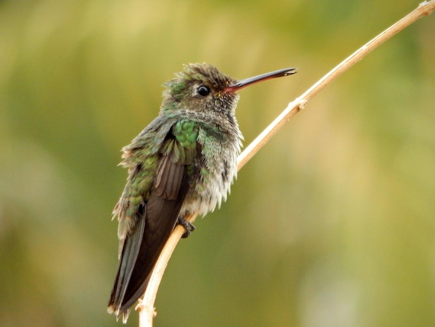 Photo vue rapprochée d'un colibri accroché à une brindille