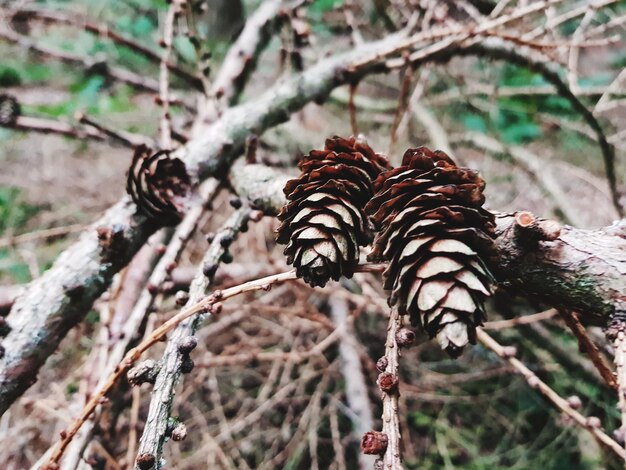 Photo vue rapprochée d'une cône de pin sur un arbre dans la forêt