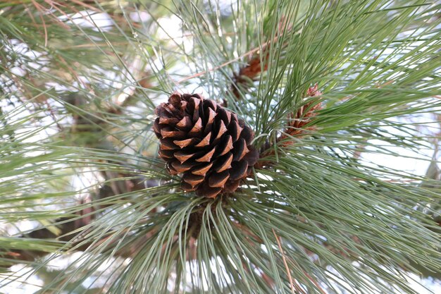 Vue rapprochée d'une cône de pin sur un arbre