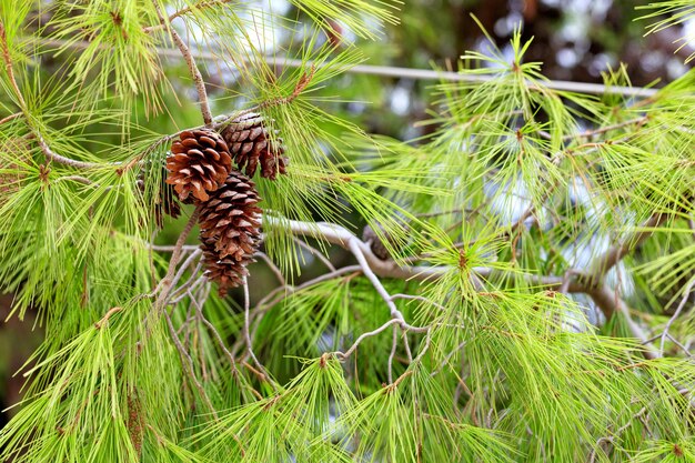 Photo vue rapprochée d'une cône de pin sur un arbre