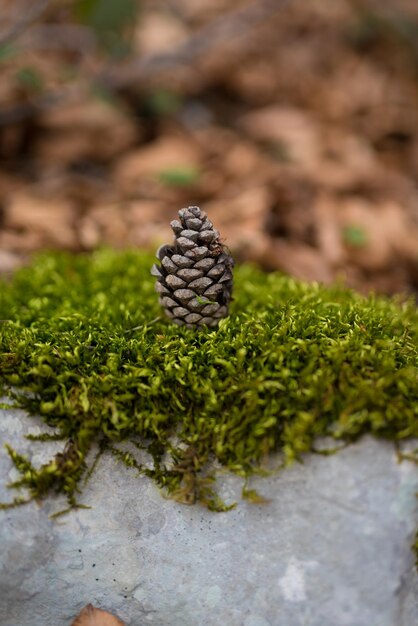 Vue rapprochée d'une cône de pin sur une roche