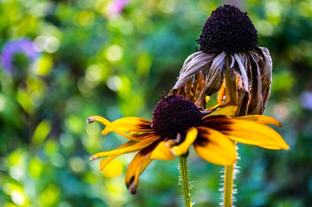 Photo vue rapprochée d'une conifère jaune en fleurs à l'extérieur