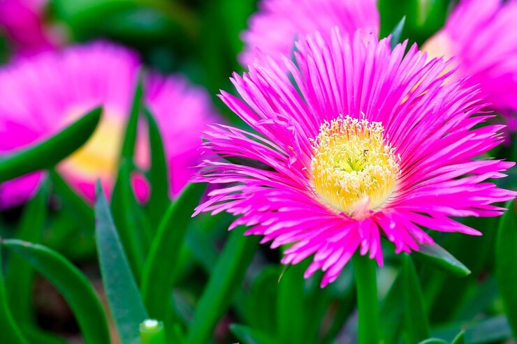 Photo vue rapprochée d'une conifère violette en fleurs à l'extérieur