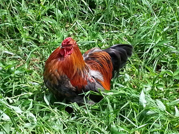 Photo vue rapprochée d'un coq sur un champ herbeux