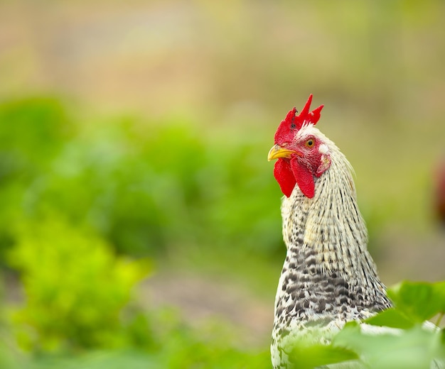 Photo vue rapprochée d'un coq wyandotte domestique