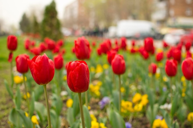 Vue rapprochée des coquelicots en fleurs dans un parc de la ville