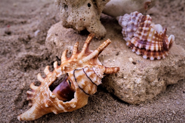 Photo vue rapprochée des coquillages sur le sable