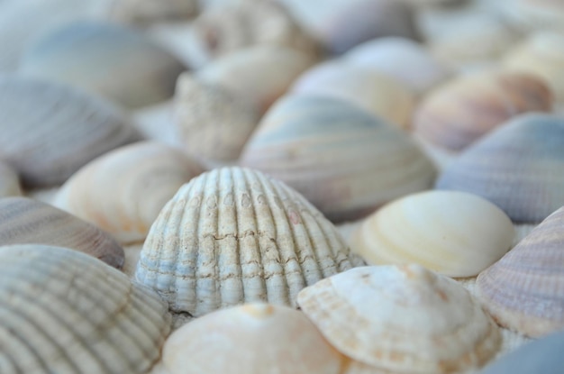 Vue rapprochée des coquillages