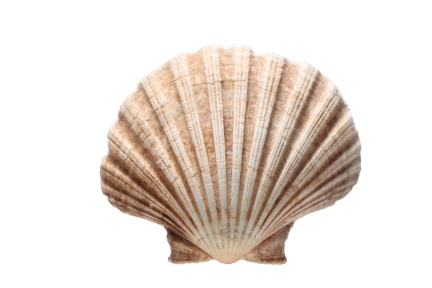 Vue rapprochée d'une coquille sur fond blanc