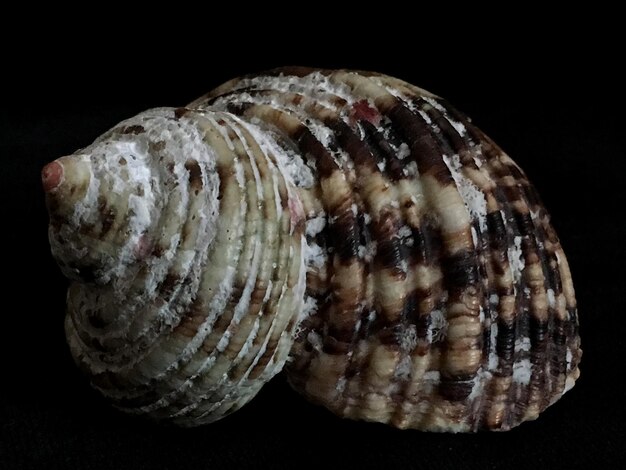 Photo vue rapprochée d'une coquille sur fond noir