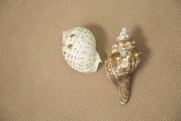 Photo vue rapprochée d'une coquille en forme de cœur