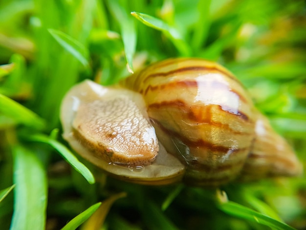 Photo vue rapprochée d'une coquille sur l'herbe