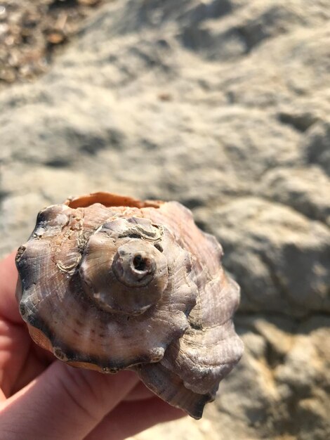 Photo vue rapprochée de la coquille à la main