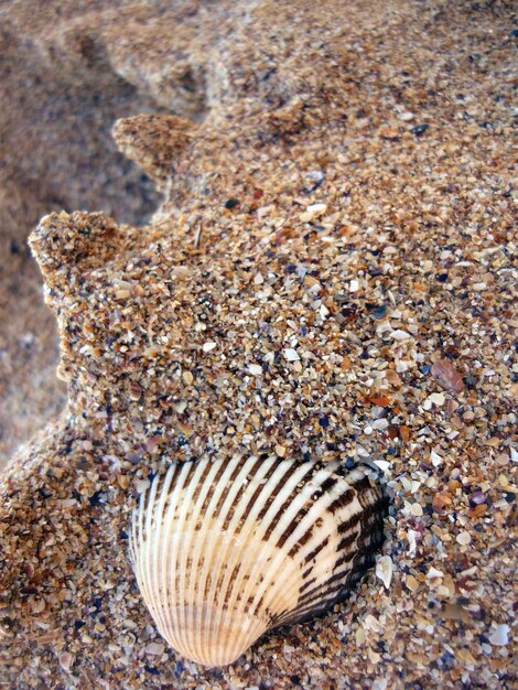 Photo vue rapprochée d'une coquille sur la plage