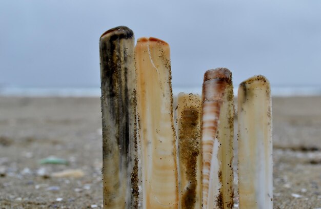 Vue rapprochée d'une coquille sur la plage