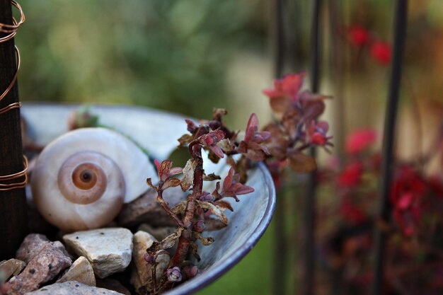 Vue rapprochée de la coquille sur la plante