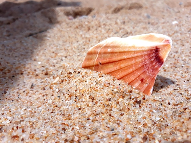 Vue rapprochée d'une coquille sur le sable de la plage