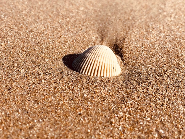 Photo vue rapprochée d'une coquille sur le sable