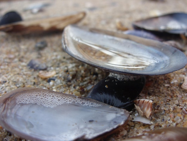 Photo vue rapprochée des coquilles de palourdes sur la plage