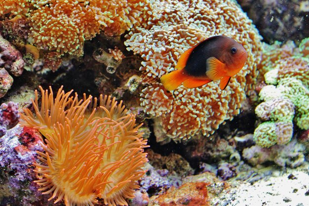 Photo vue rapprochée d'un corail nageant en mer