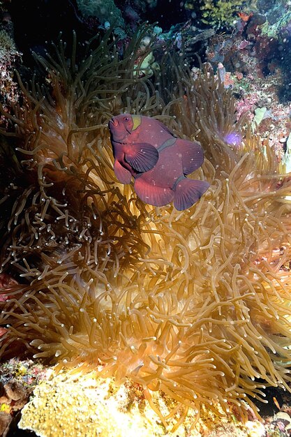 Photo vue rapprochée d'un corail nageant en mer