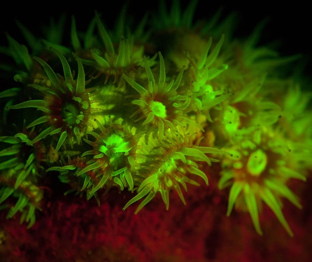 Photo vue rapprochée des coraux verts en mer
