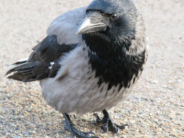 Photo vue rapprochée d'un corbeau sur le terrain