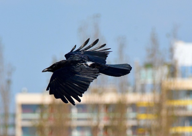 Photo vue rapprochée d'un corbeau en vol