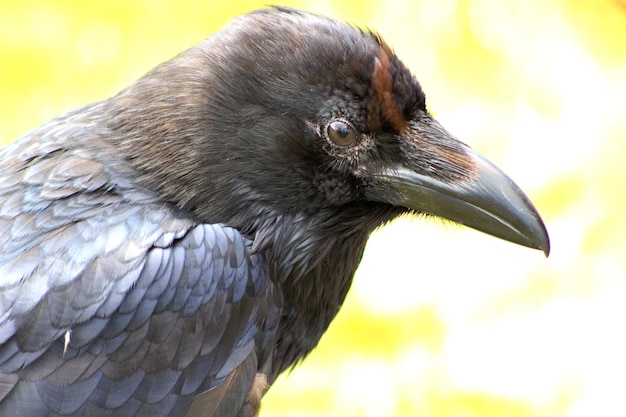 Photo vue rapprochée d'un corbeau