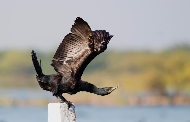 Photo vue rapprochée d'un cormoran perché sur un poteau de bois