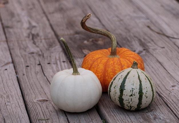 Vue rapprochée des courges sur la promenade