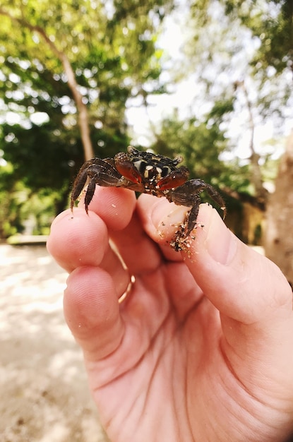 Photo vue rapprochée d'un crabe tenant la main