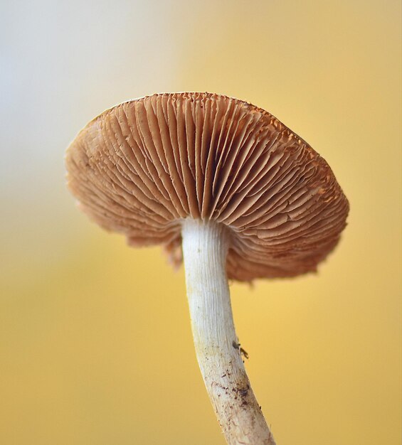 Vue rapprochée de la croissance des champignons par rapport à la plante