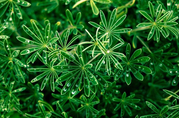 Photo vue rapprochée de la croissance des plantes