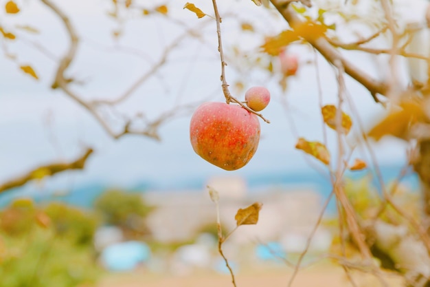 Photo vue rapprochée de la croissance des pommes sur l'arbre