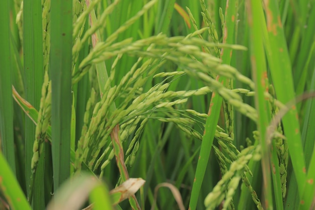 Photo vue rapprochée de la culture du riz dans les rizières