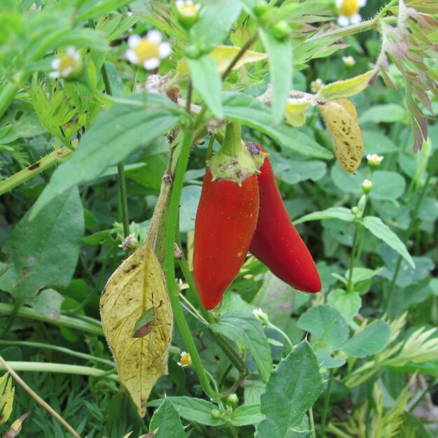 Vue rapprochée de la culture de la fraise sur la plante