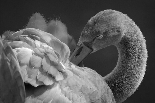 Vue rapprochée d'un cygne à l'échelle grise