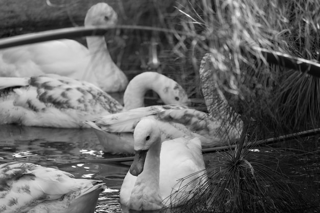 Photo vue rapprochée d'un cygne nageant dans un lac