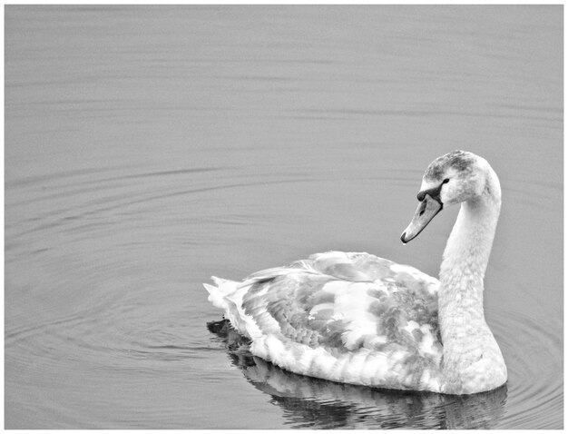 Photo vue rapprochée d'un cygne nageant dans un lac