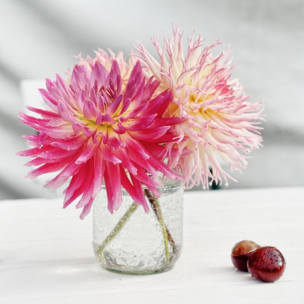 Vue rapprochée des dahlias roses dans un vase sur la table