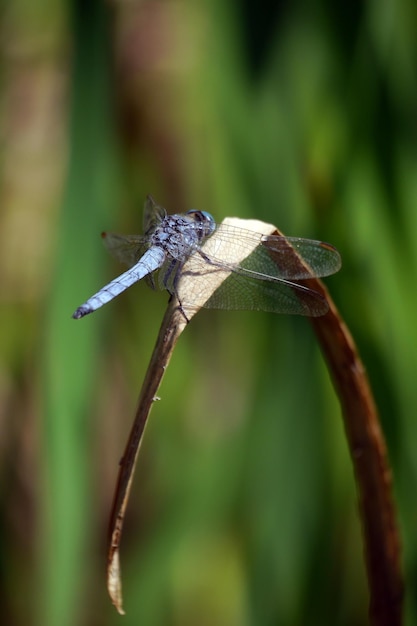 Photo vue rapprochée de la damselfly sur la plante