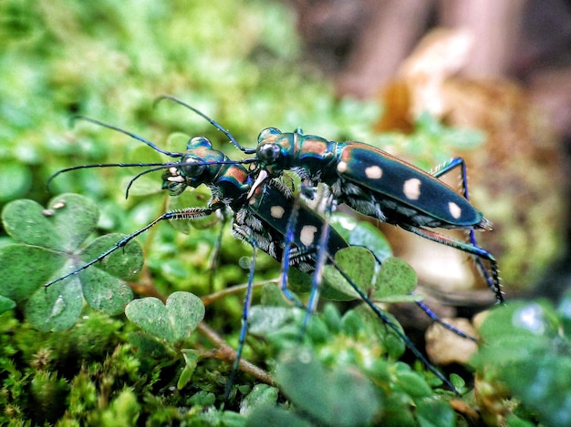 Vue rapprochée de la damselfly sur la plante