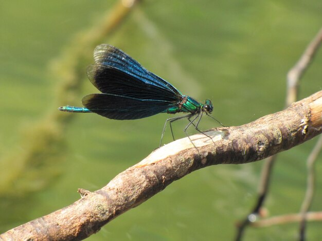 Photo vue rapprochée de la damselfly sur la plante