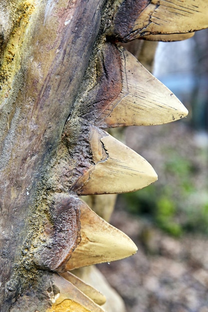 Vue rapprochée sur les dents de dinosaure