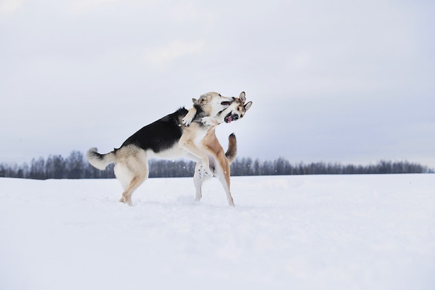 Vue rapprochée à deux gros chiens de race mixte qui se battent pour un backgroung de neige