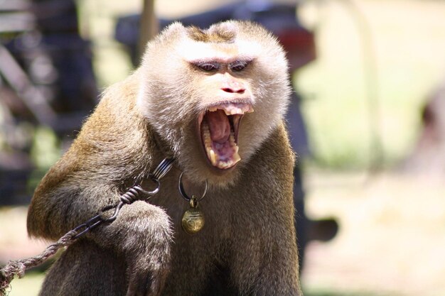 Photo vue rapprochée du bâillement du singe