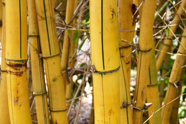 Vue rapprochée du bambou